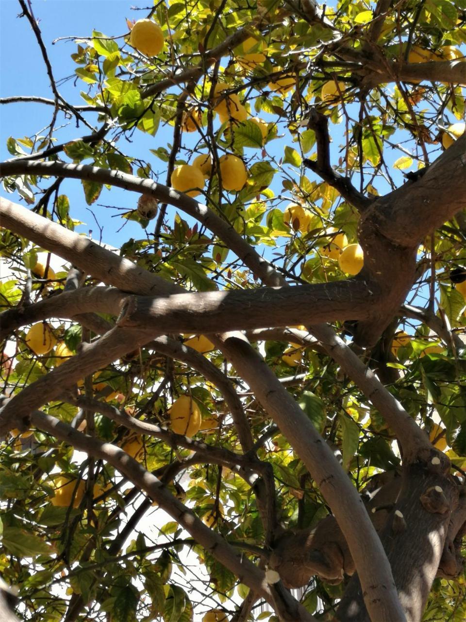 Holiday home Lemon Tree Courtyard Larnaca