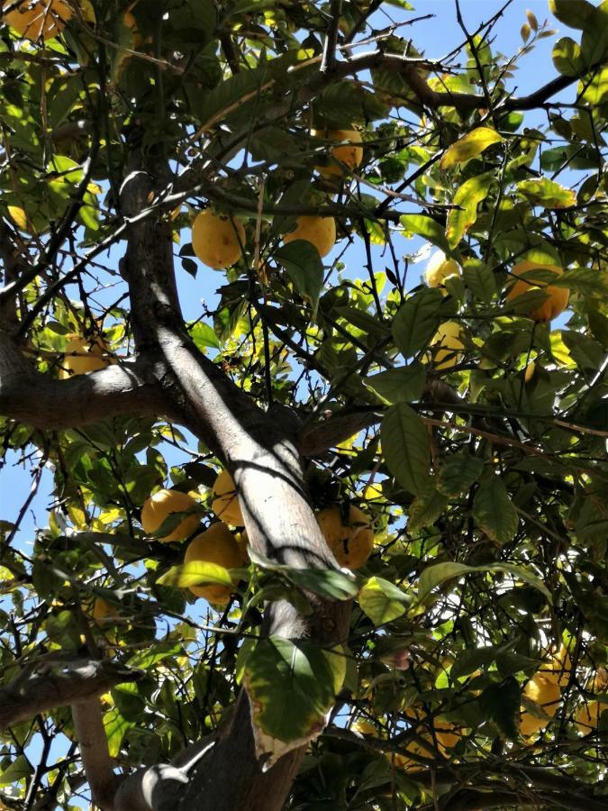 Holiday home Lemon Tree Courtyard *