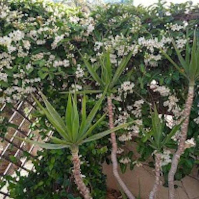 Jonty Villa, Mazotos * Larnaca