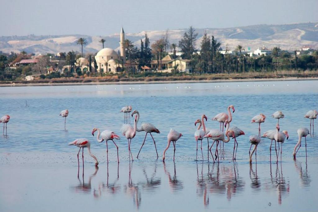 Ithaki Phinikoudes 307 Apartment Larnaca