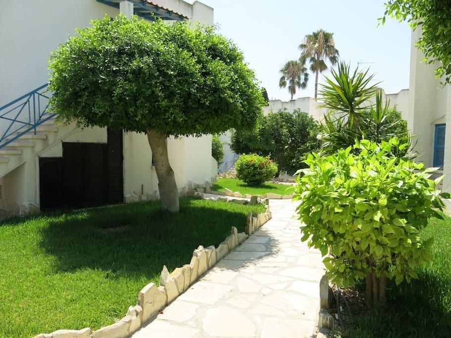 Dhekelia Diamond * Larnaca
