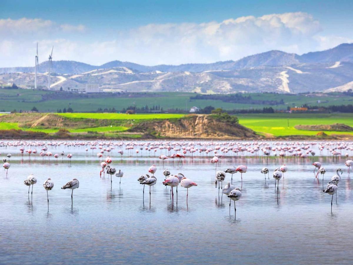 Mariliz Larnaca